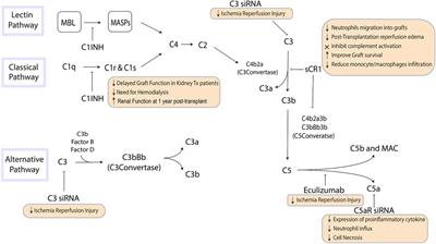 Innate immune modulation in transplantation: mechanisms, challenges, and opportunities